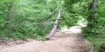 TREE_FELLING___Nr__DRIVEWAY_007.jpg